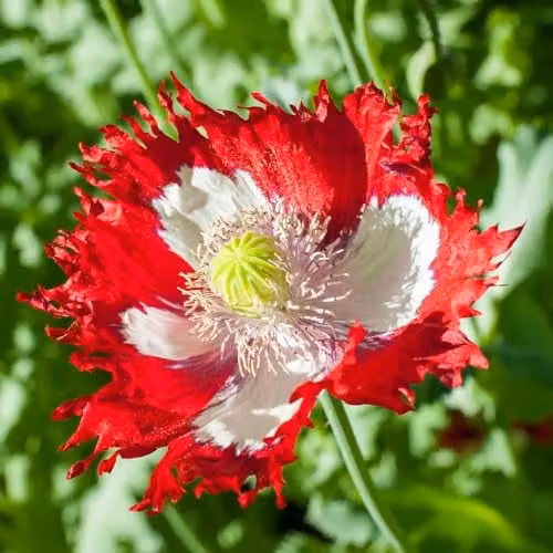 Thompson & Morgan Poppy Danish Flag Heritage Opium Poppy Seeds, Red and White, 400 Seeds