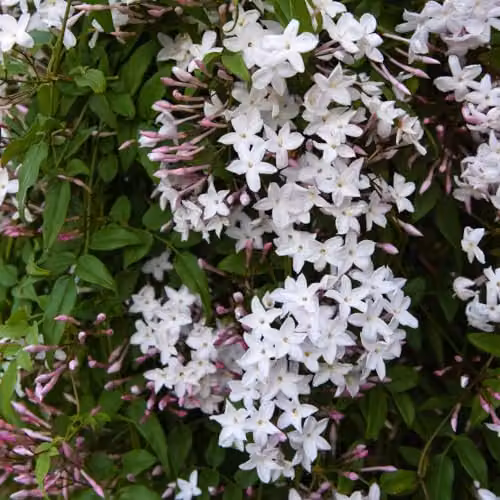 Thompson & Morgan Starry Starry Summer Night Jasmine Fragrant White Climber Potted Plant, 3 Litre – 1