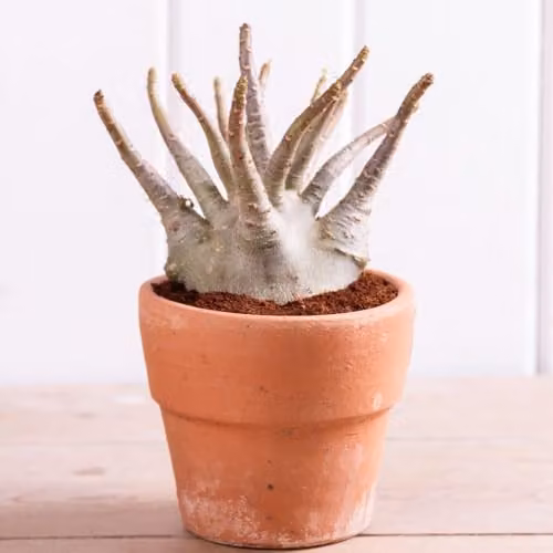 Thompson & Morgan Adenium Ansu Baobab Rare Miniature Desert Rose Easy-Care Succulent Indoor Houseplant, 2 x 12cm Pots