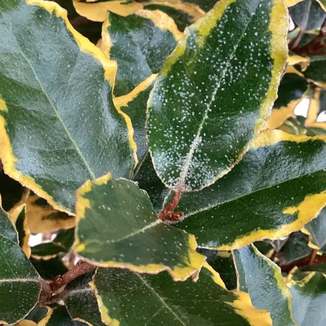 Elaeagnus Viveleg Variegated Evergreen Shrub in Green and Cream