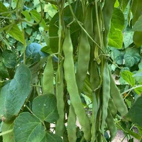 Thompson & Morgan Hacienda Climbing French Bean Seeds, 40 Seeds – 1