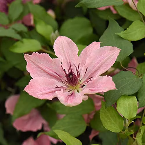 Thompson and Morgan Clematis Sarah Elizabeth Compact Deciduous Climbing Shrub with Pink Blooms, 3-Litre Potted Plant – 4
