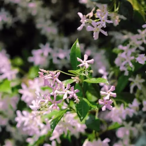 Thompson & Morgan Trachelospermum asiaticum Pink Showers Evergreen Climbing Star Jasmine, 2 x 9cm Potted Plants – 2
