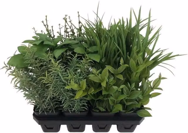 KDMD Botanica Tray of 12 Assorted Potted Green Herbs