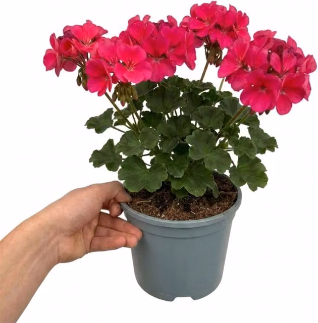 Plants By Post Geranium Calliope Deep Rose Bedding Plant, 2L Pot