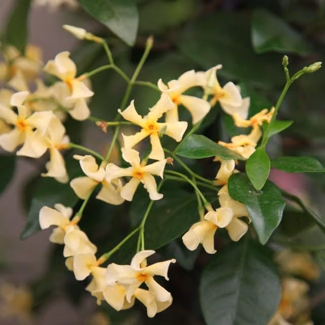 Plant Theory Trachelospermum Asiaticum Pink Showers Yellow Climbing Plant, Green