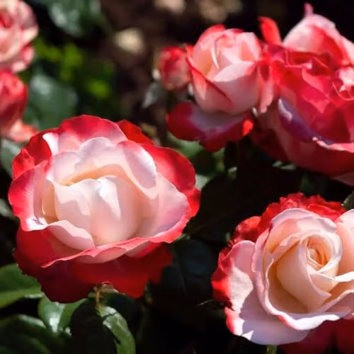Thompson & Morgan Rose Nostalgie 2 Bare Roots Hybrid Tea Shrub with Creamy White and Cherry Red Edged Petals, Height: 100 cm – 3