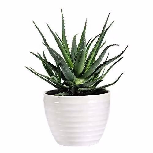 Thompson & Morgan Aloe Vera Succulent Perennial Indoor Houseplant, Green, 1x 15cm Potted Plant