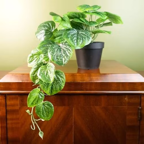 Botanik Potted Artificial Pothos Plant in Green and Black, Height: 35 cm – 1
