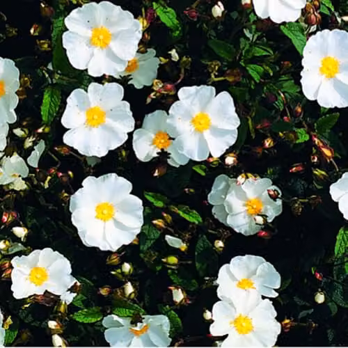 Thompson & Morgan Cistus corbariensis Rock Rose, Hardy Evergreen Ornamental Shrub with White Flowers, 3 Litre Pot – 2