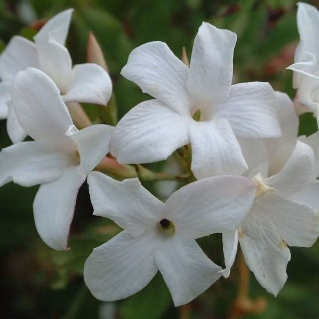 Plant Theory Jasminum Officinale Affine White Flowering Climbing Vine Plant, Green