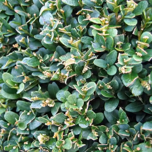 YouGarden Buxus Sempervirens Box Hedging Pack, 24 Green Hedge Plants in 9cm Pots – 2