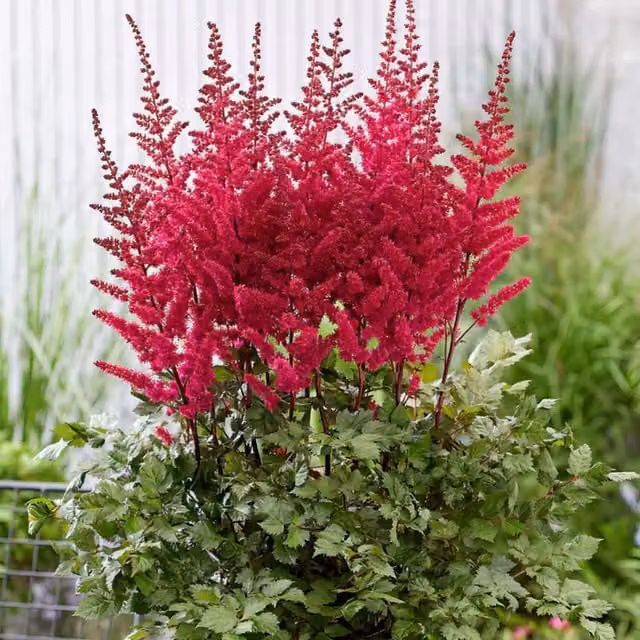 Plants By Post Red Astilbe Ton Glorie Perennial Plant, 2L Pot