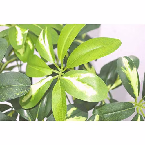 Leaf Green Artificial Arboricola Bonsai Tree with Twisted Stem, Height: 70 cm – 2