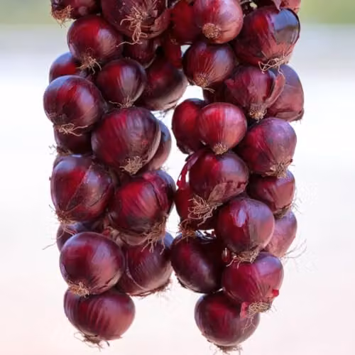 Thompson & Morgan Redrover F1 Red Onion Seeds, 150 Seeds – 1