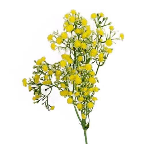 Leaf Yellow Gypsophila Artificial Flowers, 55 cm