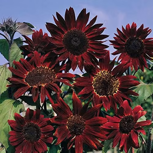 Thompson and Morgan Sunflower Helianthus annuus Seeds Claret F1 Hybrid with Chocolate Brown Blooms, 20 Seeds