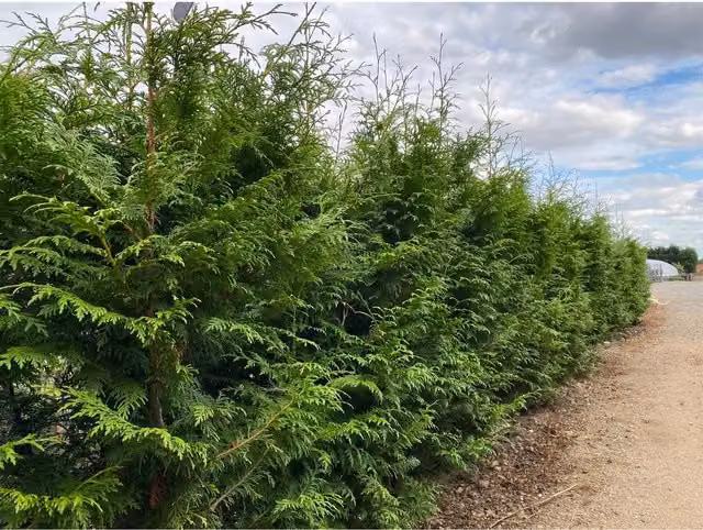 Direct Plants 10x Thuja Plicata Gelderland Western Red Cedar Hedge Plants, Green