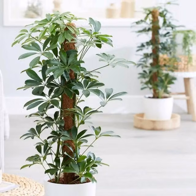 Primrose Schefflera Arboricola Nora Umbrella Tree, Green and Yellow Indoor Plant, Height: 45 cm