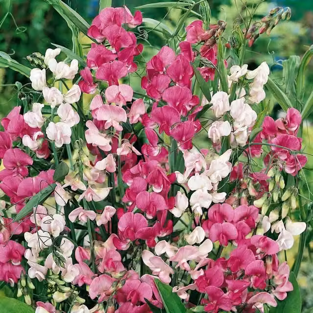 Unwins Everlasting Mix Sweet Pea Flower Seeds, Pink, Mauve and White