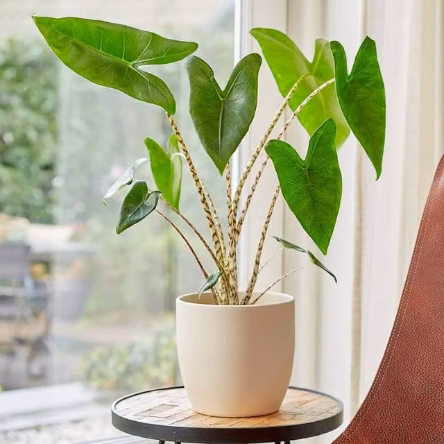 Primrose Alocasia Zebrina Zebra Elephant Ears Indoor House Plant in a Green 14cm Pot, Height: 50 cm