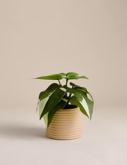 M&S Artificial Heartleaf Philodendron in a Green Ceramic Pot