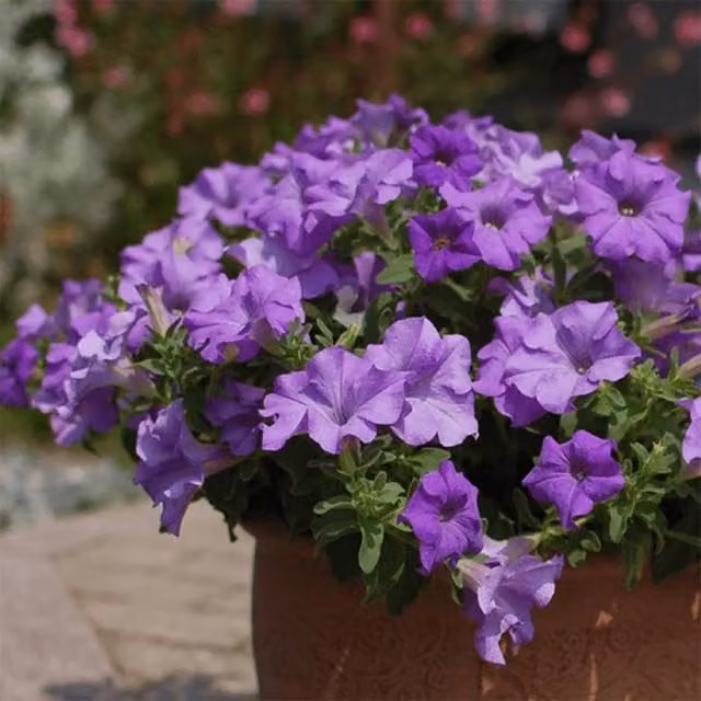 Plant Theory Set of 3 Surfinia Heavenly Blue Petunia Bedding Plants in 9cm Pots, Purple and Blue