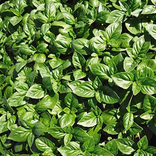Thompson and Morgan British Basil Herb Seeds, Green, Low Maintenance Half-Hardy Annual