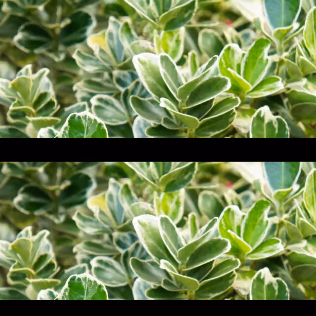 The Rose Press Garden Euonymus President Gauthier Ornamental Shrub in Silver and Green
