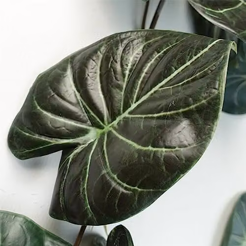 Leaf UK Alocasia Dragon Scale Artificial Trailing Hanging Plant, Dark Green, Length: 120 cm – 2