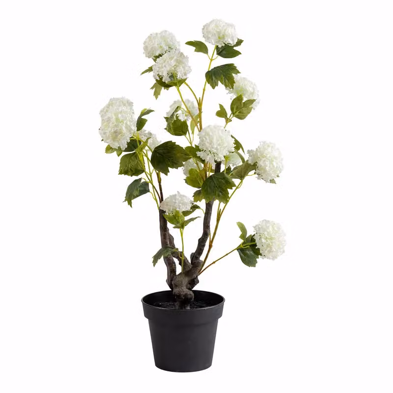 Scottish Everlastings Ltd Potted Hydrangea Plant, Height: 85 cm – 3