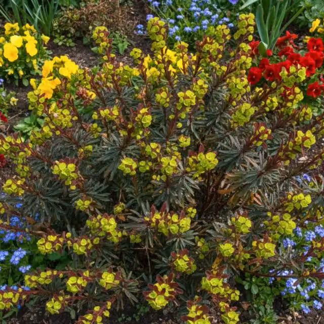 Plants By Post Euphorbia Purpurea Evergreen Perennial in Purple, Green and Yellow, 2L