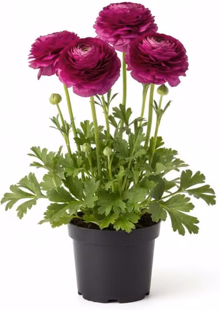 Plants by Post Vortex Purple Ranunculus Ornamental Garden Plant