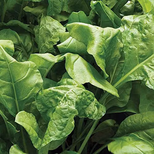 Thompson and Morgan Hardy Spinach Biennial Vegetable Seeds, Green