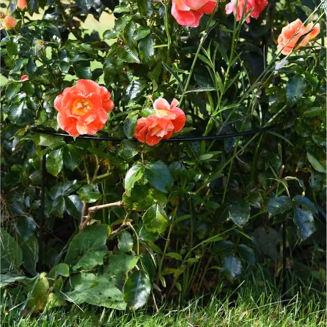 Garden Gear Half Round Plant Support Frame for Outdoor Garden Flowers, Green or Black, Height: 40 cm, Pack of 8