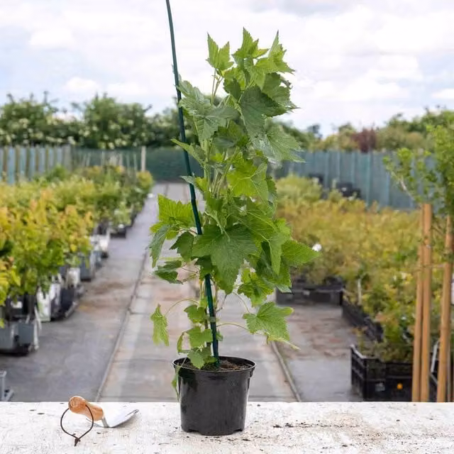 Marshalls Garden Lowberry Blackcurrant Little Black Sugar Berry Bush Shrub