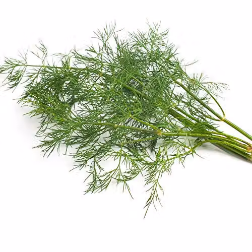 Thompson and Morgan Dill Herb Seeds Anethum graveolens, 500 Seeds
