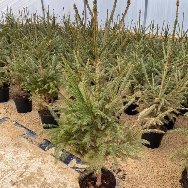 Direct Plants Picea Abies Norway Spruce Christmas Tree, Green, 35 Litre Pot