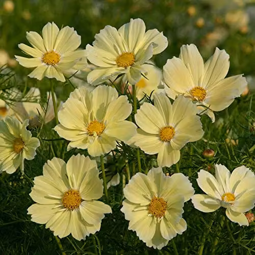Thompson and Morgan Cosmos bipinnatus Xanthos Yellow Half-Hardy Annual Flower Seeds, 20 Seeds – 3