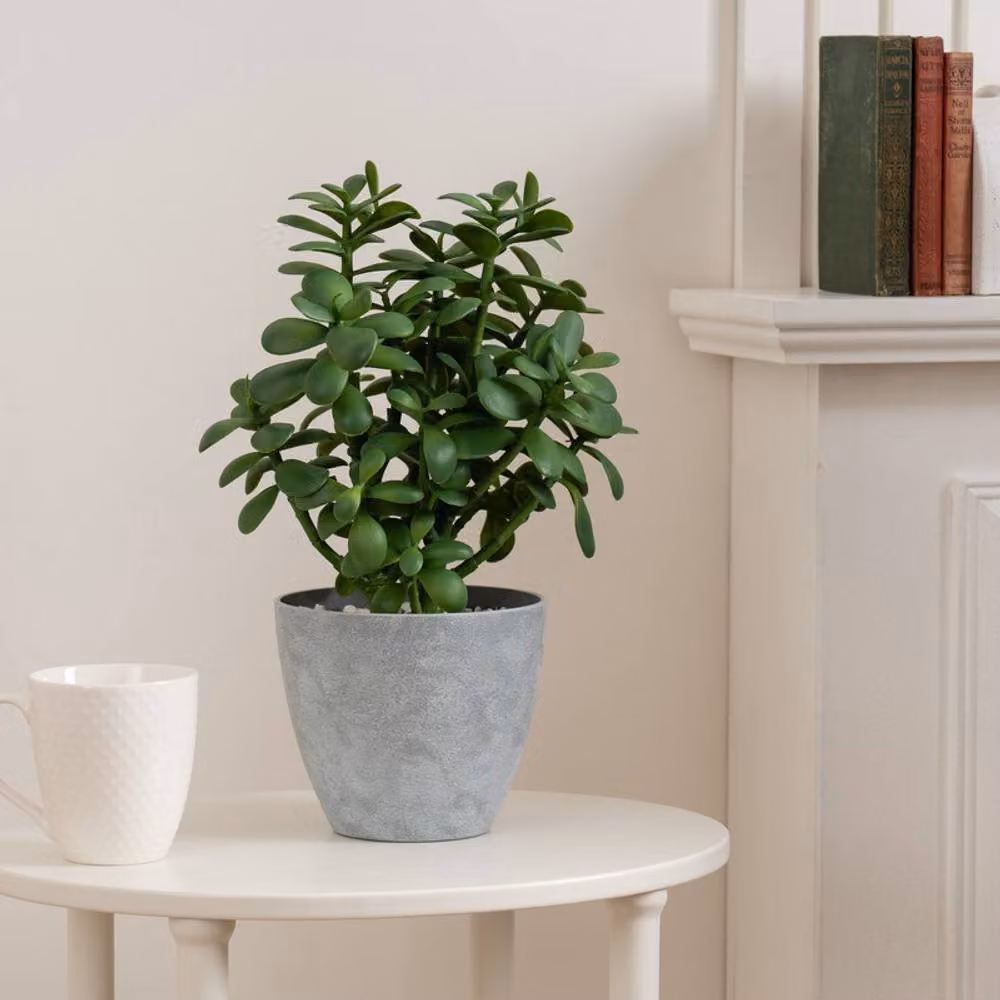 Scottish Everlastings Ltd Green Jade Succulent Plant in a Grey Round Pot for Indoor or Outdoor Use, Height: 41 cm – 2