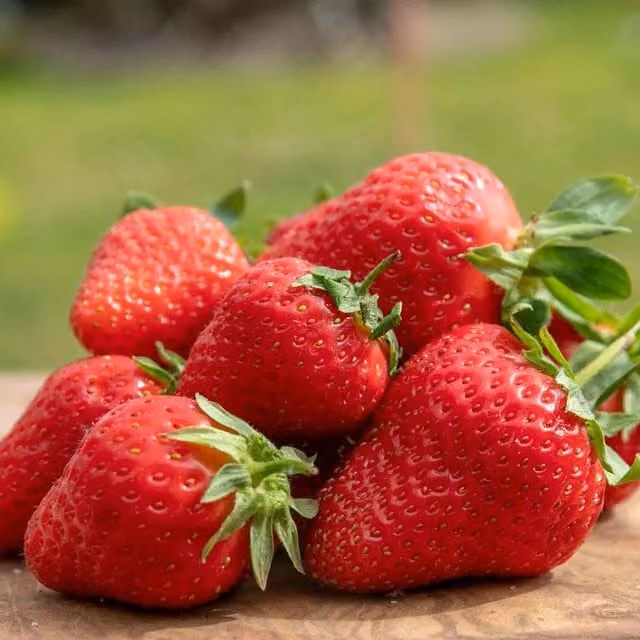 Marshalls Garden Strawberry Marshmello Perennial Berry Bush