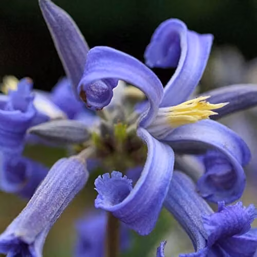 Thompson & Morgan Clematis New Love Blue Flowering Perennial Climber Plant in 3 x 9cm Pots – 3