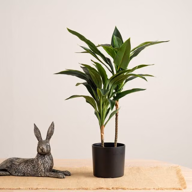 Scottish Everlastings Ltd 60cm Real Touch Green Dracaena Tabletop Tree