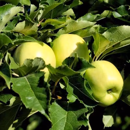 Thompson & Morgan Golden Delicious Apple Tree, Dessert and Cooking Variety, 2 x 4 Litre Pots – 1