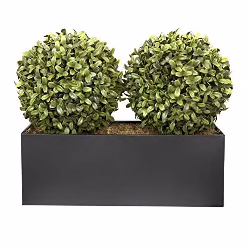 GreenBrokers Double Boxwood Topiary Balls in a Black Metal Tin Planter, 35 cm – 1