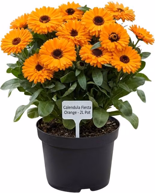 Plants by Post Calendula Fiesta Orange Bedding Plant in 2L Pot
