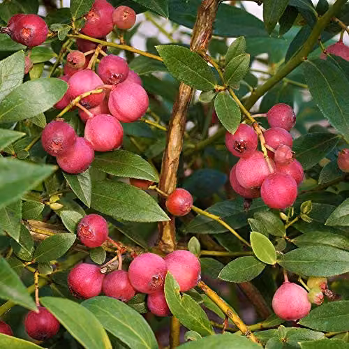 Thompson and Morgan Unusual Pink Fruit Blueberry Garden Plant, 1 x 9cm Potted Plant