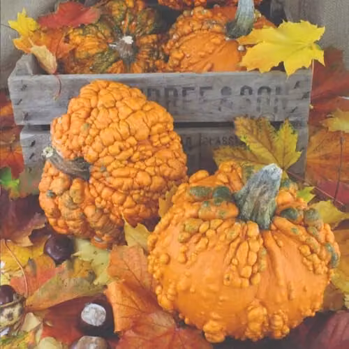 Thompson & Morgan Pumpkin Zombie Seeds, Kew Vegetable Collection, 5 Seeds per Packet