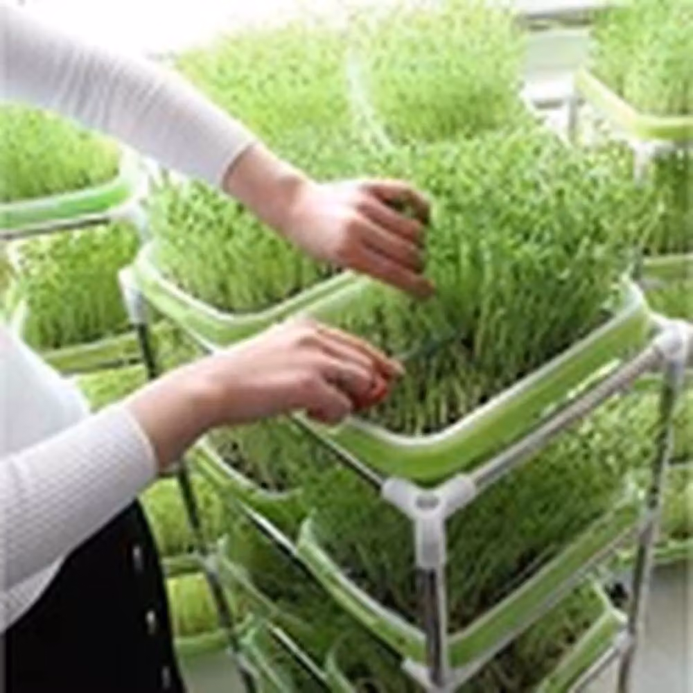 EONLION 3 Set Microgreens Hydroponics Germination Sprouter Trays with Lids, Green – 3