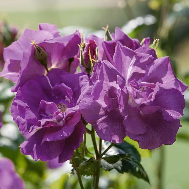 Marshalls Garden Rhapsody In Blue Shrub Rose, Purple/Blue, 4L Plant